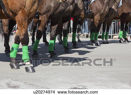 "Police horses with green leggings, St. Patrick's Day Parade, 2014, South Boston, Massachusetts, USA" View Large Photo Image Picture - "Police horses with green leggings, St. Patrick's Day Parade, 2014, South Boston, Massachusetts, USA". Fotosearch