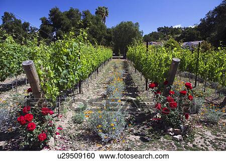 Stock Image - "Roses and grapes in springtime, Oak View California vinyard, USA". Fotosearch