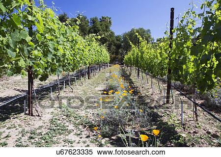 Stock Photography - "Roses and grapes in springtime, Oak View California vinyard, USA". Fotosearch