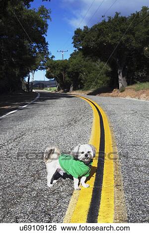 Stock Photograph - "Shih Tzu Dog with green hoody on in middle of road on double yellow road, Ojai, California, USA". Fotosearch