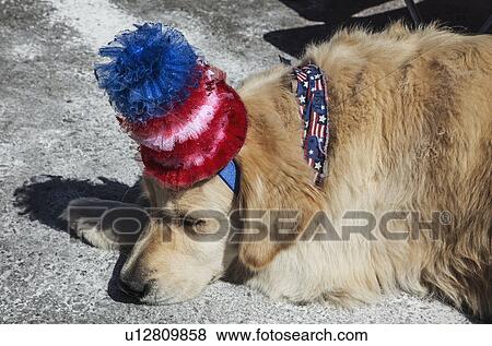 Stock Photo - "Sleeping dog with Red White and Blue Hat, July 4, Independence Day Parade, Telluride, Colorado, USA". Fotosearch