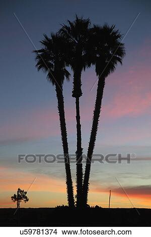Picture - "Three Palms at Sunrise, Ventura, California, USA". Fotosearch