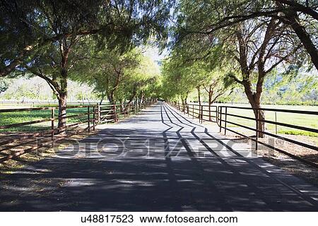 "Tree lined road, Upper Ojai, California, USA" View Large Photo Image Stock Image - "Tree lined road, Upper Ojai, California, USA". Fotosearch
