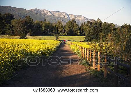Stock Image - "Walkway through yellow mustard toward Topa Topa mountains in spring, Ojai, California, USA". Fotosearch