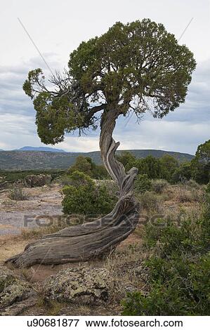 Stock Photo - "Wind shaped cedar tree, Black Canyon National Park, Colorado, USA". Fotosearch