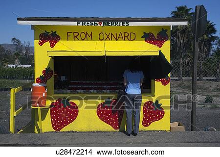 "Woman's back at fresh fruit yellow roadside stand, Route 126, Santa Paula, California, USA" View Large Photo Image Picture - "Woman's back at fresh fruit yellow roadside stand, Route 126, Santa Paula, California, USA". Fotosearch
