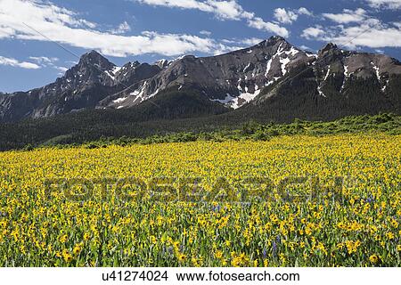 Picture - "Yellow Mules ear field and San Juan Mountains, Hastings Mesa, near ""Last Dollar Ranch"", Ridgway, Colorado, USA". Fotosearch