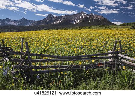 Stock Image - "Yellow Mules near field, western fence and San Juan Mountains, Hastings Mesa, near ""Last Dollar Ranch"", Ridgway, Colorado, USA". Fotosearch