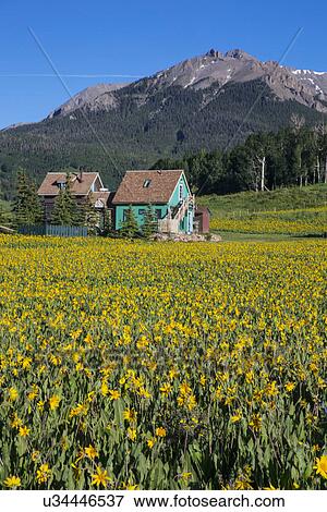 Stock Photo - "Yellow Mules near flower lined road and green mountain house, Hastings Mesa, Ridgway, Colorado, USA". Fotosearch
