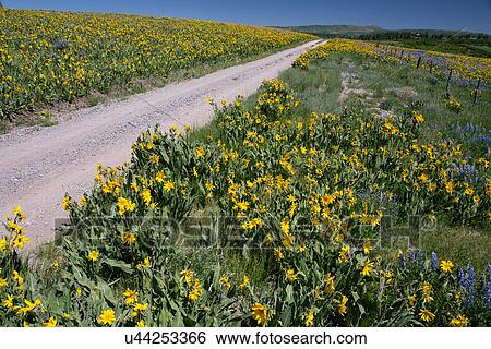"Yellow Mules near flower lined road, Hastings Mesa, Ridgway, Colorado, USA" View Large Photo Image Stock Photograph - "Yellow Mules near flower lined road, Hastings Mesa, Ridgway, Colorado, USA". Fotosearch