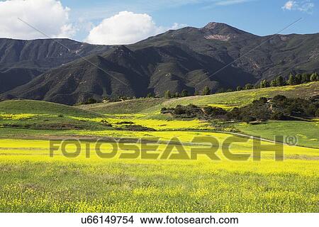 Picture - "Yellow mustard and mountains, upper Ojai California, USA". Fotosearch