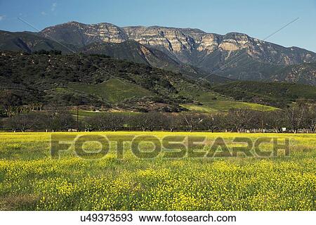 Stock Image - "Yellow mustard and Topa Topa mountains in spring, upper Ojai, California, USA". Fotosearch