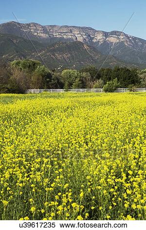 Stock Photography - "Yellow mustard and Topa Topa mountains in spring, upper Ojai, California, USA". Fotosearch