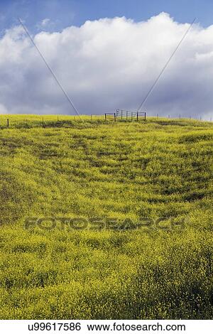 Stock Photograph - "Yellow mustard and white clouds, La Canada' Road in spring, near Ventura, California, USA". Fotosearch