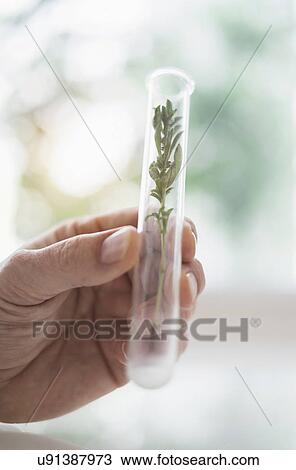 Close up of man's hand holding plant in test tube View Large Photo Image Stock Image - Close up of man's hand holding plant in test tube. Fotosearch