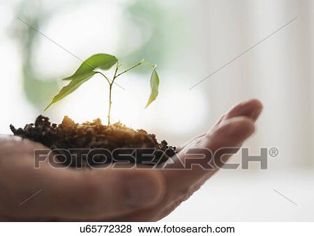 Close up of man's hand holding seedling View Large Photo Image Stock Photo - Close up of man's hand holding seedling. Fotosearch