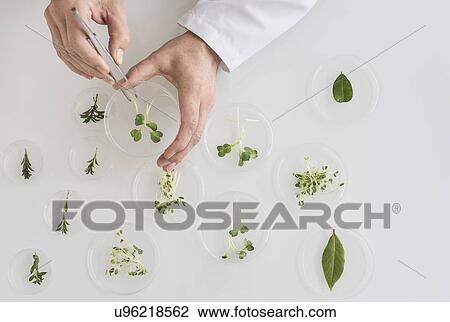 Close up of man's hand preparing plants in laboratory View Large Photo Image Stock Image - Close up of man's hand preparing plants in laboratory. Fotosearch