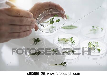 Stock Photography - Close up of man's hand preparing plants in laboratory. Fotosearch