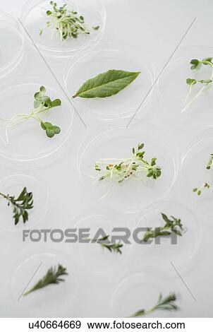 Stock Photo - Close up of plants in laboratory glassware. Fotosearch