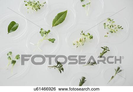 Close up of plants in laboratory glassware View Large Photo Image Stock Photograph - Close up of plants in laboratory glassware. Fotosearch