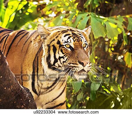 Close up of tiger View Large Photo Image Picture - Close up of tiger. Fotosearch
