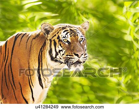 Close up of tiger View Large Photo Image Stock Photo - Close up of tiger. Fotosearch