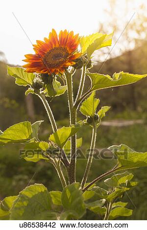 Close-up view of flower in bloom View Large Photo Image Stock Image - Close-up view of flower in bloom. Fotosearch