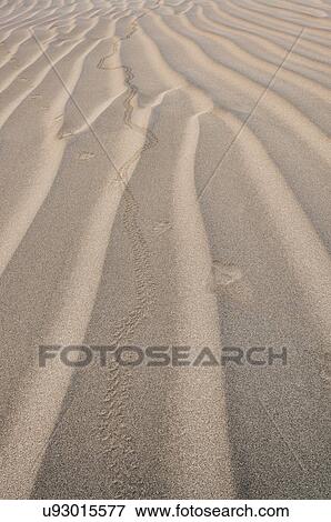 Stock Photo - Close-up view of rippled sand. Fotosearch