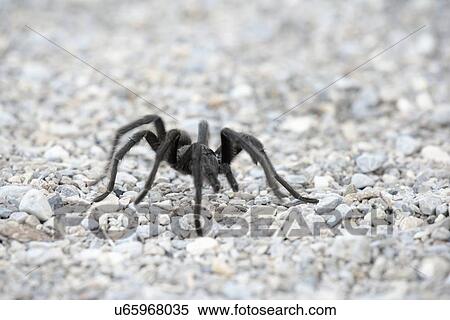 Close-up view of tarantula on pebbles View Large Photo Image Stock Photography - Close-up view of tarantula on pebbles. Fotosearch