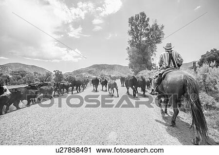 Cowboy with cattle View Large Photo Image Stock Image - Cowboy with cattle. Fotosearch
