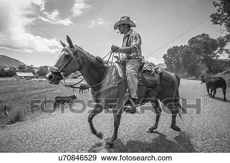 Cowboy with cattle View Large Photo Image Stock Photo - Cowboy with cattle. Fotosearch