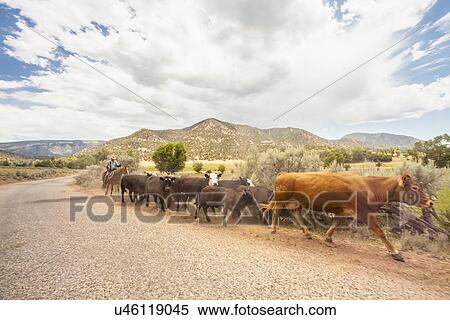 Cowboy with cattle View Large Photo Image Stock Photography - Cowboy with cattle. Fotosearch