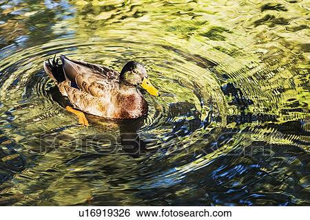 Stock Photograph - Duck swimming in water. Fotosearch