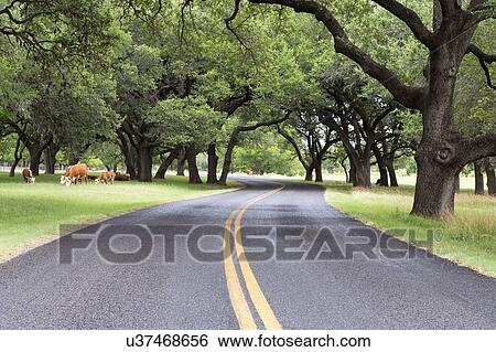 Empty road View Large Photo Image Stock Photograph - Empty road. Fotosearch