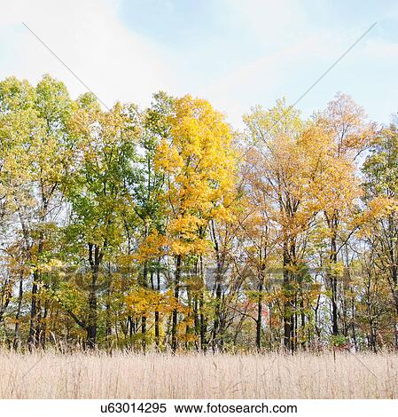 Field and trees in autumn View Large Photo Image Stock Photography - Field and trees in autumn. Fotosearch