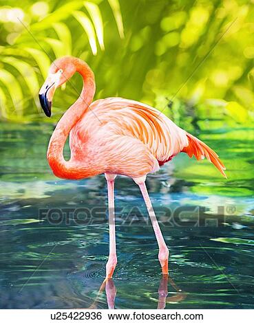 Stock Photograph - Flamingo wading in water. Fotosearch