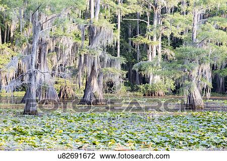 Stock Image - Green trees. Fotosearch