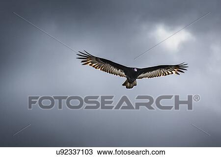 Stock Image - Hawk in flight. Fotosearch