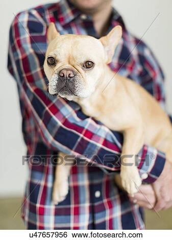 Man holding pug View Large Photo Image Stock Photograph - Man holding pug. Fotosearch