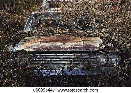 Old abandoned rusty car in bushes View Large Photo Image Stock Photo - Old abandoned rusty car in bushes. Fotosearch
