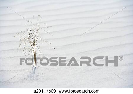 Plant growing in sand View Large Photo Image Stock Photo - Plant growing in sand. Fotosearch