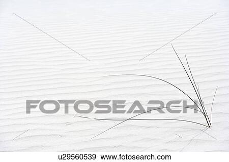 Stock Photo - Plant growing in sand. Fotosearch