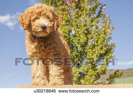 Stock Photograph - Portrait of cute young dog. Fotosearch