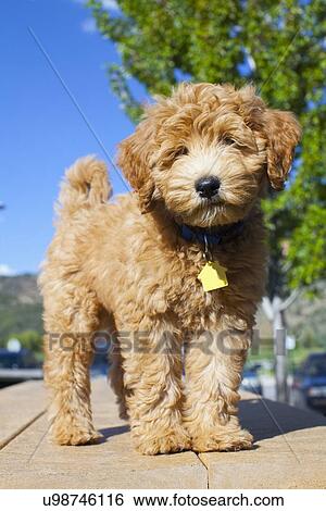 Portrait of cute young dog View Large Photo Image Stock Photograph - Portrait of cute young dog. Fotosearch