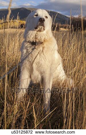 Portrait of dog in field View Large Photo Image Stock Image - Portrait of dog in field. Fotosearch