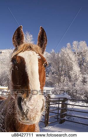 Portrait of horse on farm in winter View Large Photo Image Stock Image - Portrait of horse on farm in winter. Fotosearch