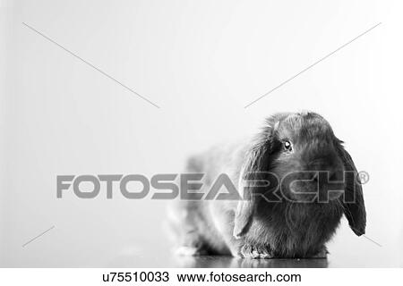 Stock Image - Rabbit on grey background. Fotosearch