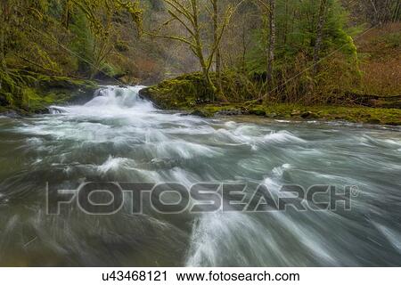 Stock Image - Scenic view of stream in forest. Fotosearch