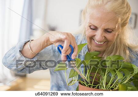 Stock Photo - Senior woman cutting plant. Fotosearch