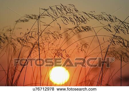 Stock Photo - Stems of grass silhouetted against setting sun. Fotosearch